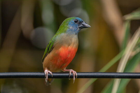 The pin-tailed parrotfinch (Erythrura prasina) is a common species of estrildid finch found in Southeast Asia