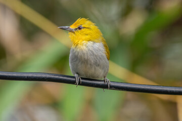 The yellow-ringed white-eye (Heleia wallacei) is a species of bird in the family Zosteropidae. It is found in the Lesser Sunda Islands