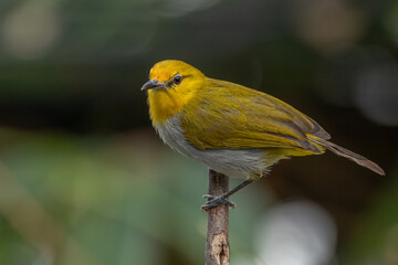 The yellow-ringed white-eye (Heleia wallacei) is a species of bird in the family Zosteropidae. It is found in the Lesser Sunda Islands