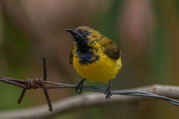 The olive-backed sunbird (Cinnyris jugularis ), also known as the yellow-bellied sunbird, is a species of sunbird found from Southern Asia to Australia.