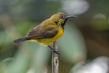 The olive-backed sunbird (Cinnyris jugularis ), also known as the yellow-bellied sunbird, is a species of sunbird found from Southern Asia to Australia.