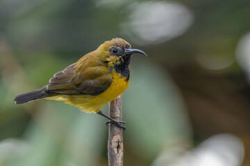The olive-backed sunbird (Cinnyris jugularis ), also known as the yellow-bellied sunbird, is a species of sunbird found from Southern Asia to Australia.