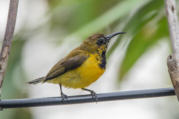 The olive-backed sunbird (Cinnyris jugularis ), also known as the yellow-bellied sunbird, is a species of sunbird found from Southern Asia to Australia.