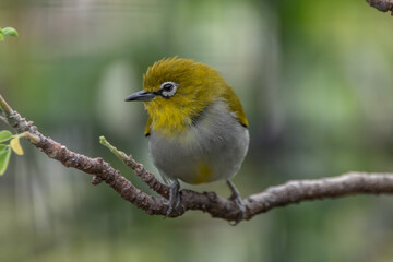 The yellow-ringed white-eye (Heleia wallacei) is a species of bird in the family Zosteropidae. It is found in the Lesser Sunda Islands