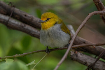 The yellow-ringed white-eye (Heleia wallacei) is a species of bird in the family Zosteropidae. It is found in the Lesser Sunda Islands