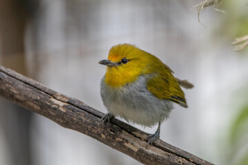 The yellow-ringed white-eye (Heleia wallacei) is a species of bird in the family Zosteropidae. It is found in the Lesser Sunda Islands