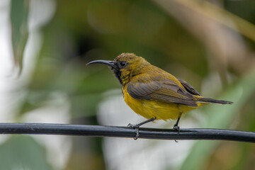 The olive-backed sunbird (Cinnyris jugularis ), also known as the yellow-bellied sunbird, is a species of sunbird found from Southern Asia to Australia.