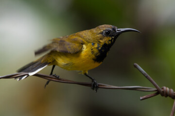 The olive-backed sunbird (Cinnyris jugularis ), also known as the yellow-bellied sunbird, is a species of sunbird found from Southern Asia to Australia.