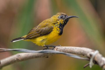 The olive-backed sunbird (Cinnyris jugularis ), also known as the yellow-bellied sunbird, is a species of sunbird found from Southern Asia to Australia.