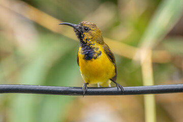 The olive-backed sunbird (Cinnyris jugularis ), also known as the yellow-bellied sunbird, is a species of sunbird found from Southern Asia to Australia.
