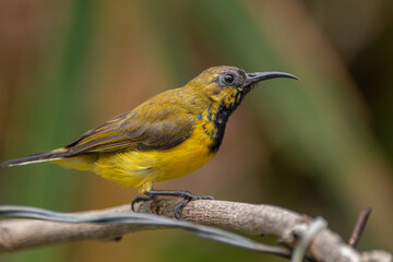 The olive-backed sunbird (Cinnyris jugularis ), also known as the yellow-bellied sunbird, is a species of sunbird found from Southern Asia to Australia.