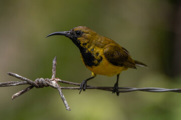 The olive-backed sunbird (Cinnyris jugularis ), also known as the yellow-bellied sunbird, is a species of sunbird found from Southern Asia to Australia.