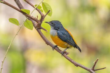 Obraz premium The orange-bellied flowerpecker (Dicaeum trigonostigma) is a species of bird in the family Dicaeidae. It is found in Bangladesh, Brunei,Indonesia, Malaysia, Myanmar, the Philippines, Singapore