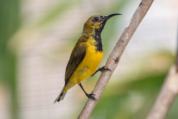 The olive-backed sunbird (Cinnyris jugularis ), also known as the yellow-bellied sunbird, is a species of sunbird found from Southern Asia to Australia.