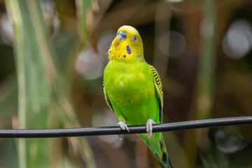 The budgerigar (Melopsittacus undulatus), also known as the common parakeet, shell parakeet or budgie is a small, long-tailed, seed-eating parrot native to Australia