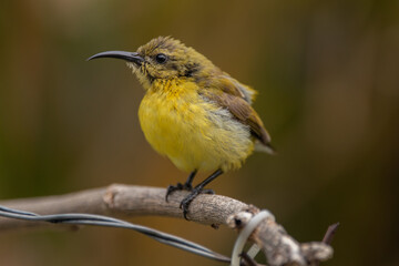 The olive-backed sunbird (Cinnyris jugularis ), also known as the yellow-bellied sunbird, is a species of sunbird found from Southern Asia to Australia.