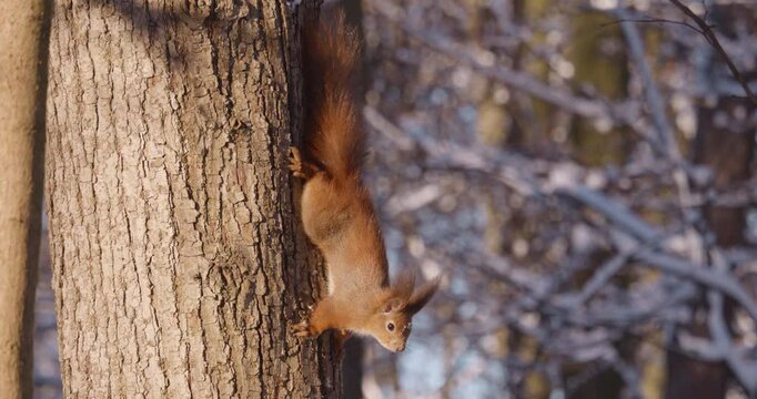Two forest squirrels run along the bark of a tree trunk in winter.