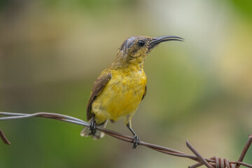 The olive-backed sunbird (Cinnyris jugularis ), also known as the yellow-bellied sunbird, is a species of sunbird found from Southern Asia to Australia.