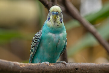The budgerigar (Melopsittacus undulatus), also known as the common parakeet, shell parakeet or budgie is a small, long-tailed, seed-eating parrot native to Australia