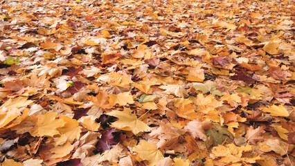 A pile of yellow leaves on the ground. The leaves are scattered and some are larger than others