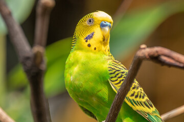 The budgerigar (Melopsittacus undulatus), also known as the common parakeet, shell parakeet or budgie is a small, long-tailed, seed-eating parrot native to Australia