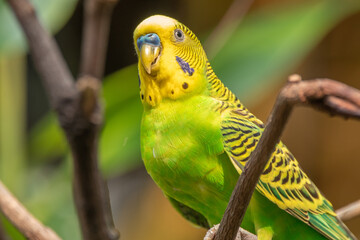 The budgerigar (Melopsittacus undulatus), also known as the common parakeet, shell parakeet or budgie is a small, long-tailed, seed-eating parrot native to Australia
