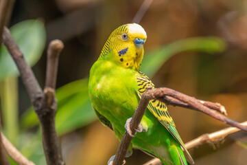 The budgerigar (Melopsittacus undulatus), also known as the common parakeet, shell parakeet or...