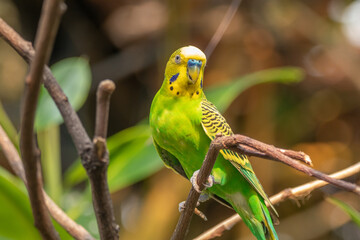 The budgerigar (Melopsittacus undulatus), also known as the common parakeet, shell parakeet or budgie is a small, long-tailed, seed-eating parrot native to Australia