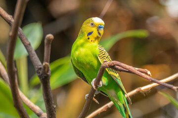 The budgerigar (Melopsittacus undulatus), also known as the common parakeet, shell parakeet or budgie is a small, long-tailed, seed-eating parrot native to Australia