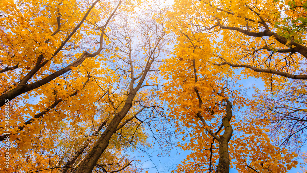 Poster a tree with yellow leaves is in the foreground. the tree is surrounded by other trees with yellow le