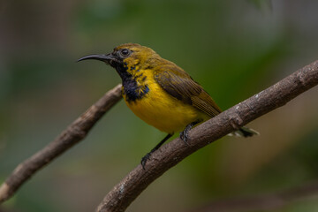 The olive-backed sunbird (Cinnyris jugularis ), also known as the yellow-bellied sunbird, is a species of sunbird found from Southern Asia to Australia.