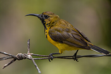 The olive-backed sunbird (Cinnyris jugularis ), also known as the yellow-bellied sunbird, is a species of sunbird found from Southern Asia to Australia.