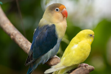Obraz premium Fischer's lovebird (Agapornis fischeri) is a small parrot species of the genus Agapornis