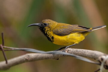 The olive-backed sunbird (Cinnyris jugularis ), also known as the yellow-bellied sunbird, is a species of sunbird found from Southern Asia to Australia.