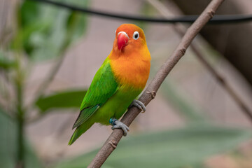 Fischer's lovebird (Agapornis fischeri) is a small parrot species of the genus Agapornis