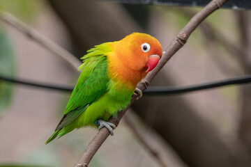 Fischer's lovebird (Agapornis fischeri) is a small parrot species of the genus Agapornis