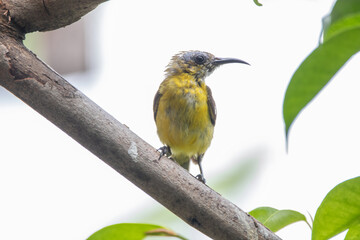 The olive-backed sunbird (Cinnyris jugularis ), also known as the yellow-bellied sunbird, is a species of sunbird found from Southern Asia to Australia.