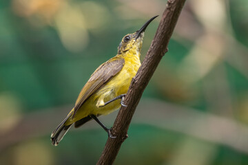 The olive-backed sunbird (Cinnyris jugularis ), also known as the yellow-bellied sunbird, is a species of sunbird found from Southern Asia to Australia.