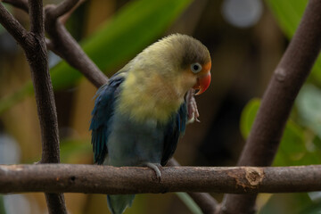 Fischer's lovebird (Agapornis fischeri) is a small parrot species of the genus Agapornis