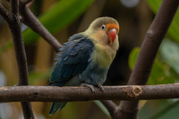 Fischer's lovebird (Agapornis fischeri) is a small parrot species of the genus Agapornis