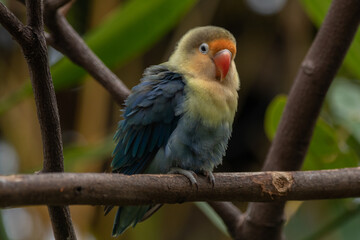 Fischer's lovebird (Agapornis fischeri) is a small parrot species of the genus Agapornis