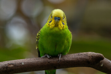 The budgerigar (Melopsittacus undulatus), also known as the common parakeet, shell parakeet or budgie is a small, long-tailed, seed-eating parrot native to Australia