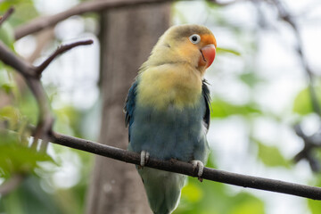 Fischer's lovebird (Agapornis fischeri) is a small parrot species of the genus Agapornis