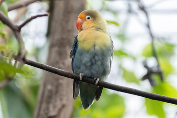 Fischer's lovebird (Agapornis fischeri) is a small parrot species of the genus Agapornis
