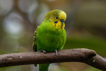 The budgerigar (Melopsittacus undulatus), also known as the common parakeet, shell parakeet or budgie is a small, long-tailed, seed-eating parrot native to Australia