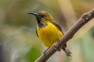 The olive-backed sunbird (Cinnyris jugularis ), also known as the yellow-bellied sunbird, is a species of sunbird found from Southern Asia to Australia.