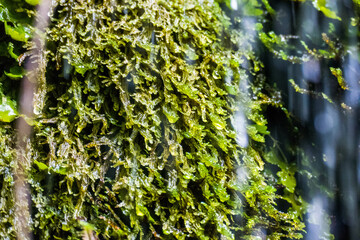 moss on the wall