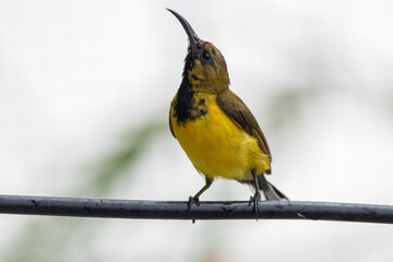 The olive-backed sunbird (Cinnyris jugularis ), also known as the yellow-bellied sunbird, is a species of sunbird found from Southern Asia to Australia.