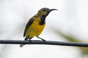 The olive-backed sunbird (Cinnyris jugularis ), also known as the yellow-bellied sunbird, is a species of sunbird found from Southern Asia to Australia.