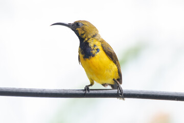 wild, nature, wildlife, bird, feather, sunbird, garden, cinnyris, birdwatching, perched, olive, animal, natural, yellow-bellied, forest, ornithology, color, branch, cinnyris jugularis, rainforest, env